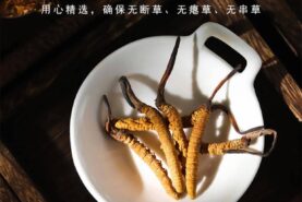 Mẫu đông trùng hạ thảo tây tạng