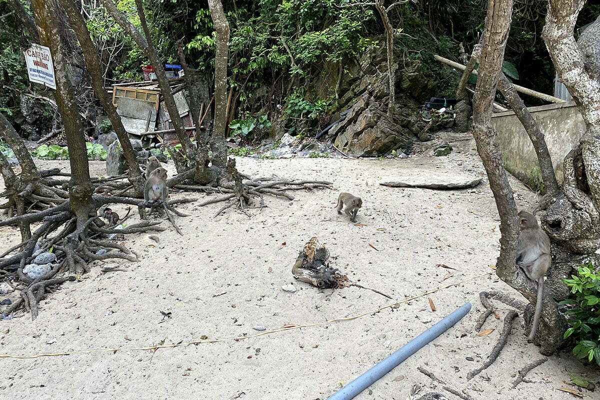 Đảo Khỉ Cát Bà có 4 chú khỉ con đang chơi