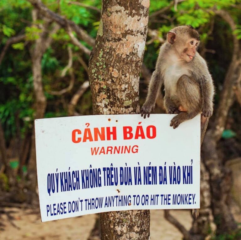 Đảo Khỉ Cát Bà Đảo khỉ Cát Bà