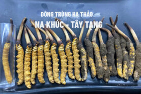 Đông trùng hạ thảo tươi nguyên chất