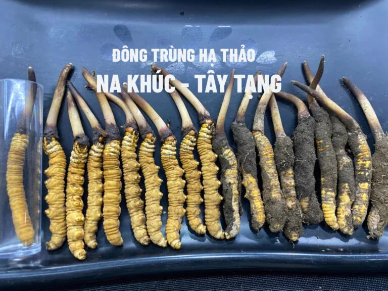 Đông Trùng Hạ Thảo Na Khúc Tây Tạng Đông trùng hạ thảo tươi nguyên chất