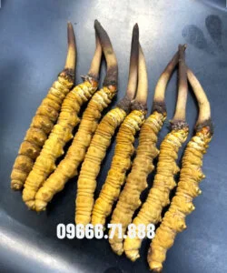 Đông trùng hạ thảo Na Khúc tươi nguyên con Đông trùng hạ thảo Na Khúc tươi