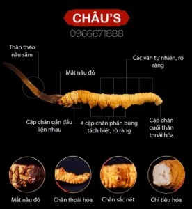 Cách nhận biết đông trùng hạ thảo Cách nhận biết đông trùng hạ thảo