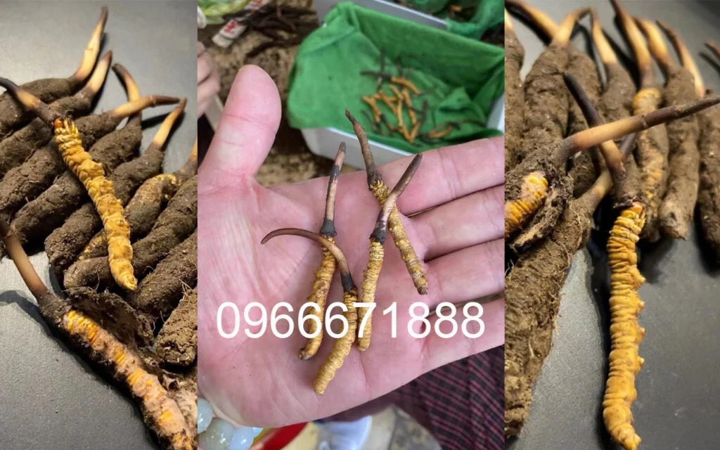 Đông Trùng Hạ Thảo Tây Tạng tươi 100% Mua đông trùng hạ thảo tươi