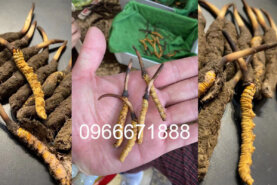 Mua đông trùng hạ thảo tươi
